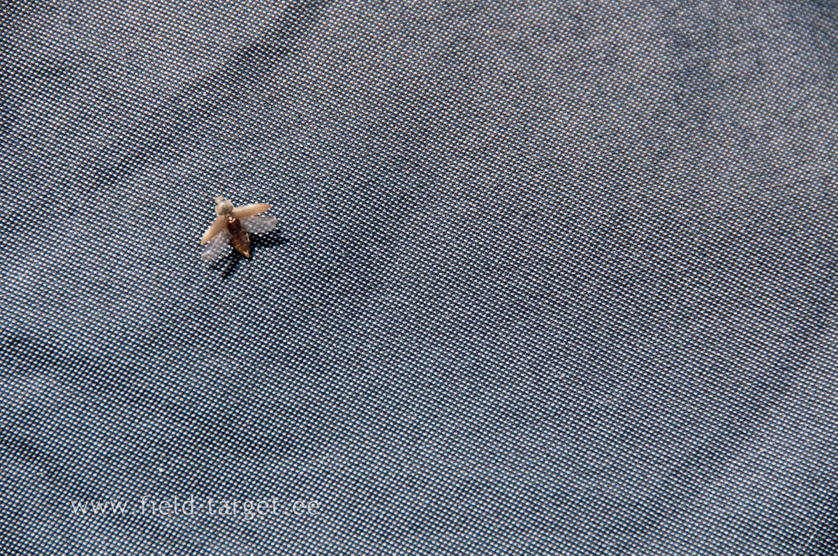 Alustame uut päeva uuelt lennult